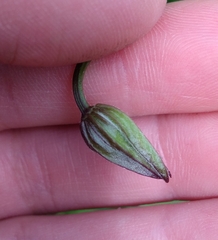 Clematis viticella
