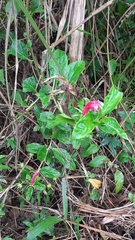 Centropogon cornutus