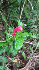 Centropogon cornutus