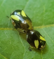 Clastoptera proteus