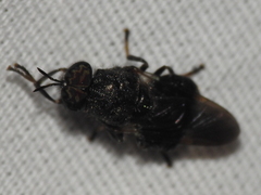 Dicyphoma schaefferi