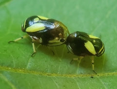 Clastoptera proteus