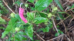 Centropogon cornutus