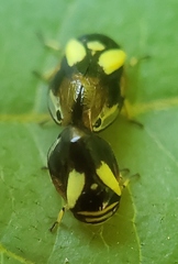 Clastoptera proteus