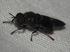 Dicyphoma schaefferi