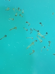Culicinae