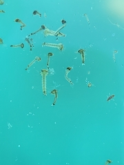 Culicinae