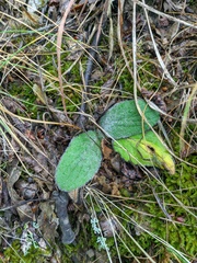 Ajuga orientalis