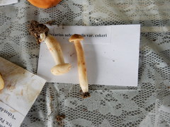 Lactarius subvernalis