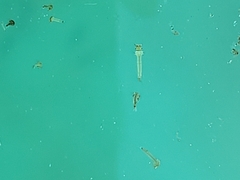 Culicinae