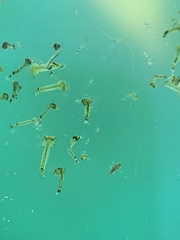 Culicinae