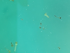Culicinae