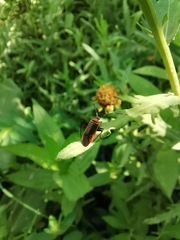 Adelphocoris rapidus