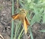 Ochlodes sylvanus