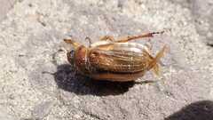 Amphimallon solstitiale