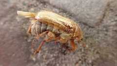 Amphimallon solstitiale