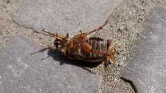 Amphimallon solstitiale