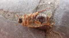 Amphimallon solstitiale