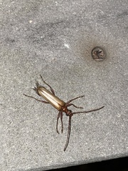 Centrodera decolorata