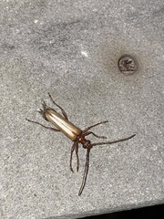 Centrodera decolorata