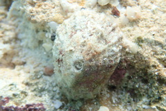 Fissurella barbadensis