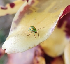 Diabrotica porracea
