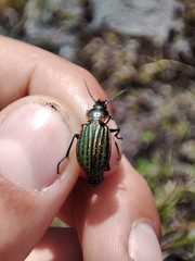 Carabus nitens