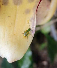 Diabrotica porracea