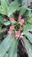 Nidularium innocentii