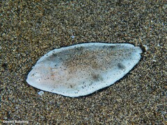 Synapturichthys kleinii