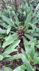 Nidularium innocentii