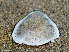 Synapturichthys kleinii