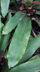 Nidularium innocentii