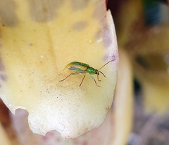 Diabrotica porracea