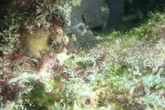 Tigrigobius macrodon