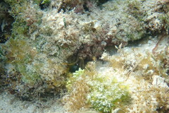 Neogonodactylus bredini