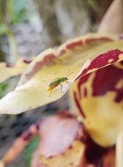 Diabrotica porracea