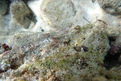 Tigrigobius macrodon