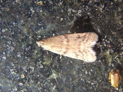 Ephestia elutella