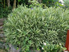 Pleioblastus fortunei