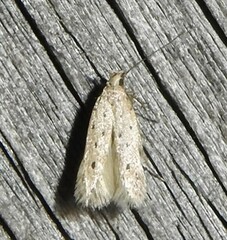 Monochroa quinquepunctella