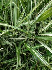 Pleioblastus fortunei