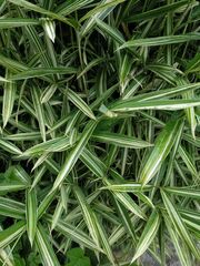 Pleioblastus fortunei