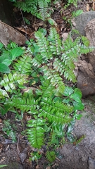 Adiantum
