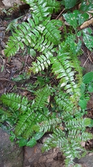 Adiantum