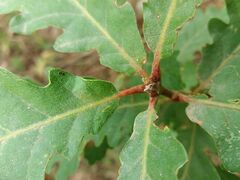 Quercus estremadurensis
