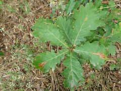 Quercus estremadurensis