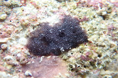 Chelonaplysilla americana