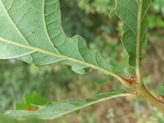 Quercus estremadurensis