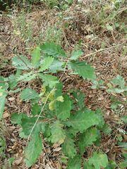 Quercus estremadurensis